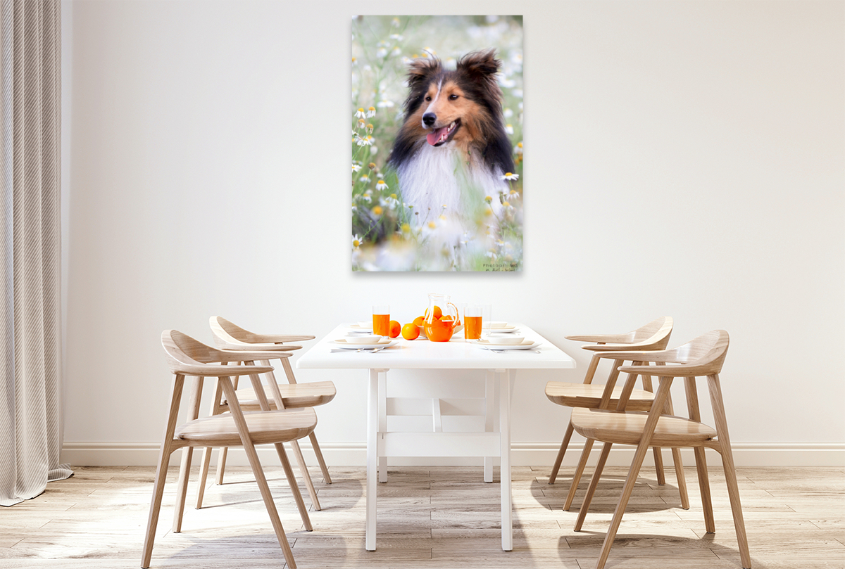 Ein Motiv aus dem Kalender Mit Shelties durchs Jahr