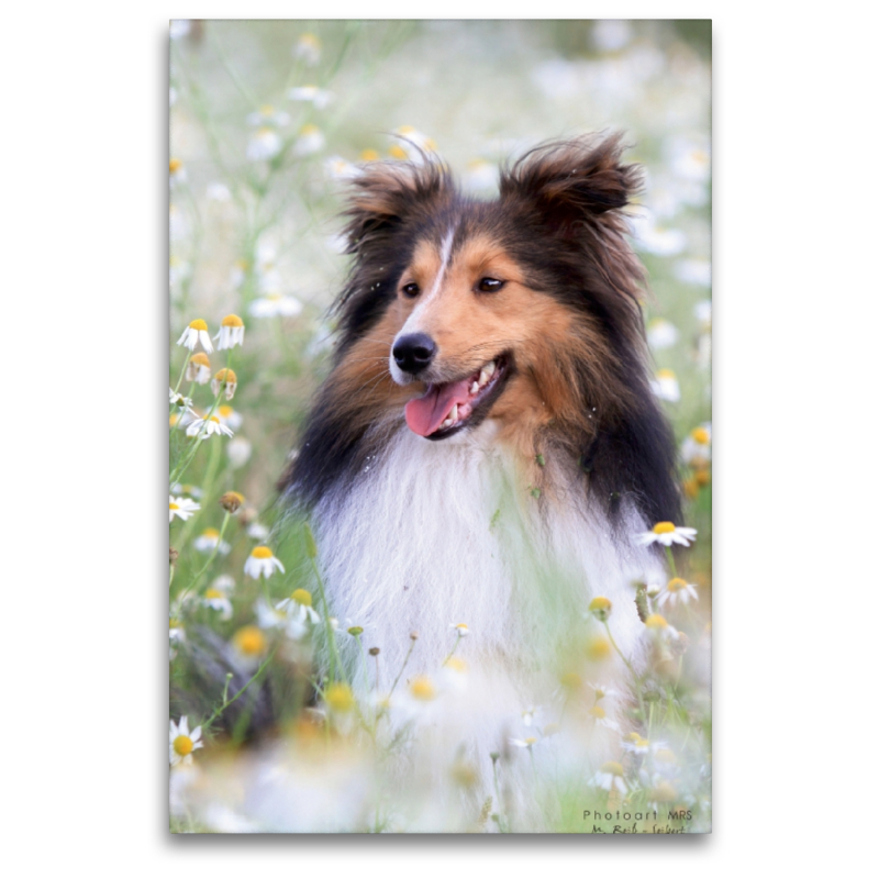 Ein Motiv aus dem Kalender Mit Shelties durchs Jahr