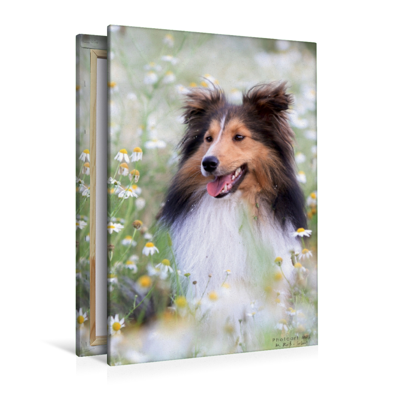 Ein Motiv aus dem Kalender Mit Shelties durchs Jahr