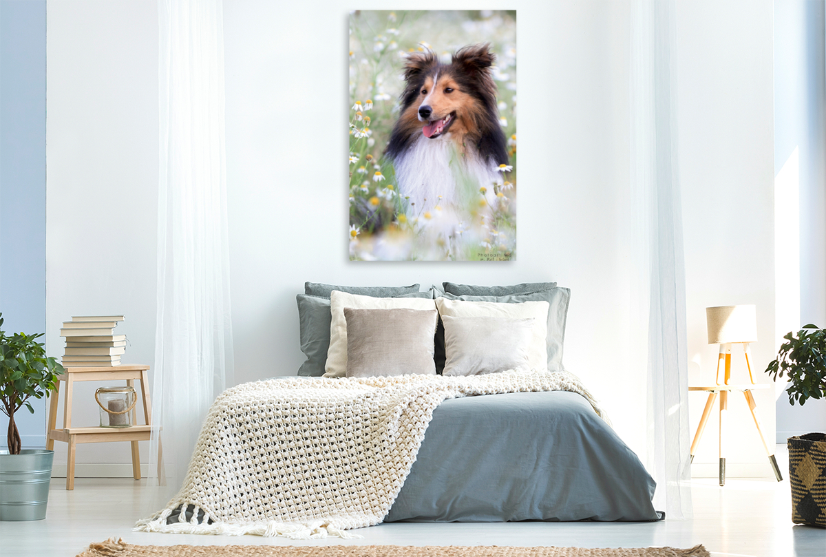 Ein Motiv aus dem Kalender Mit Shelties durchs Jahr