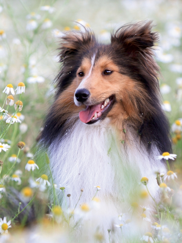 Ein Motiv aus dem Kalender Mit Shelties durchs Jahr