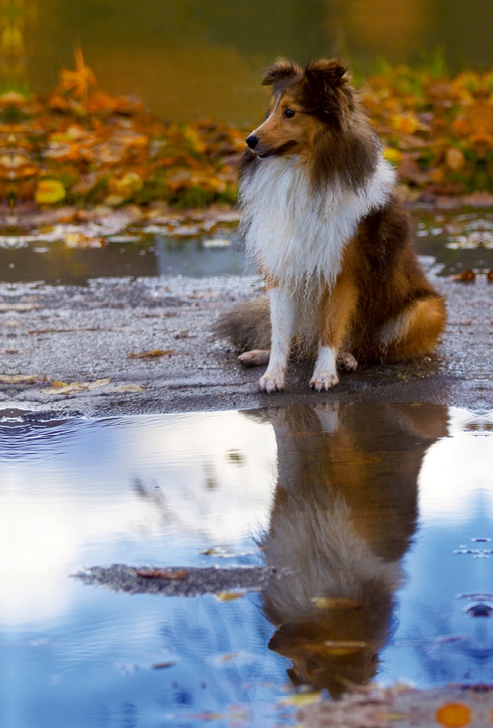 Ein Motiv aus dem Kalender Mit Shelties durchs Jahr