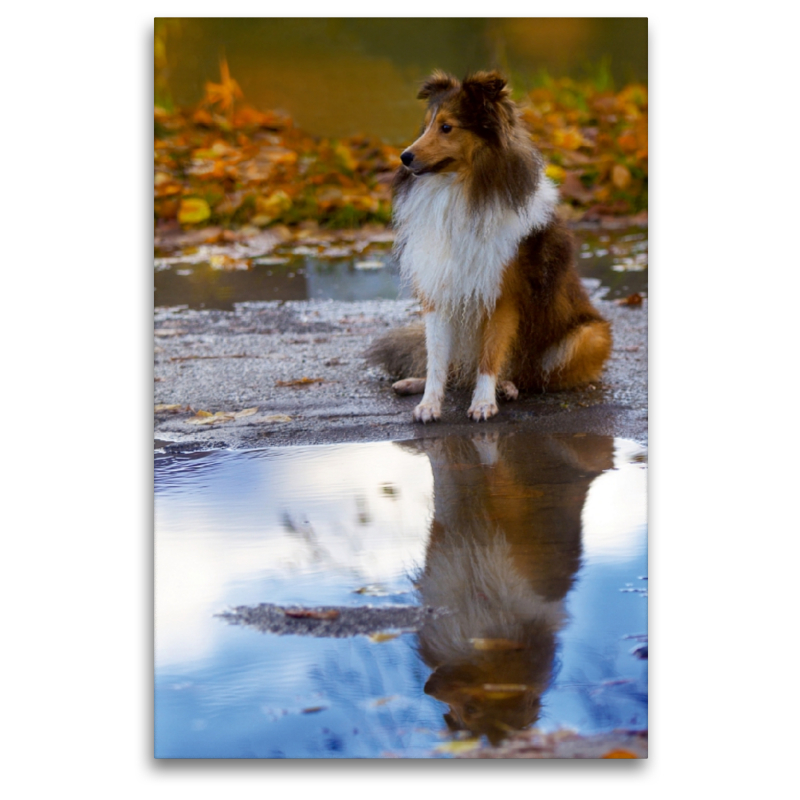 Ein Motiv aus dem Kalender Mit Shelties durchs Jahr