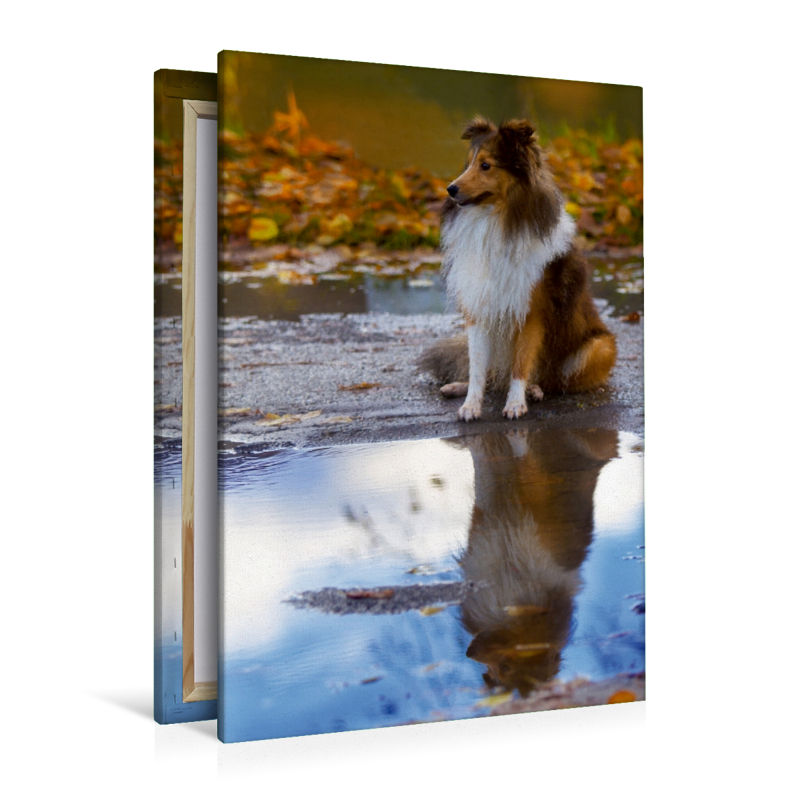 Ein Motiv aus dem Kalender Mit Shelties durchs Jahr