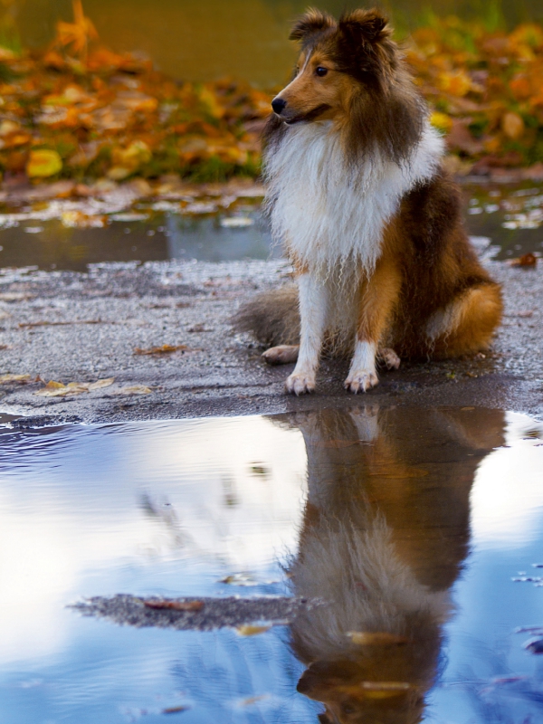 Ein Motiv aus dem Kalender Mit Shelties durchs Jahr