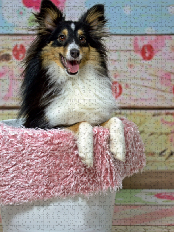 Ein Motiv aus dem Kalender Mit Shelties durchs Jahr