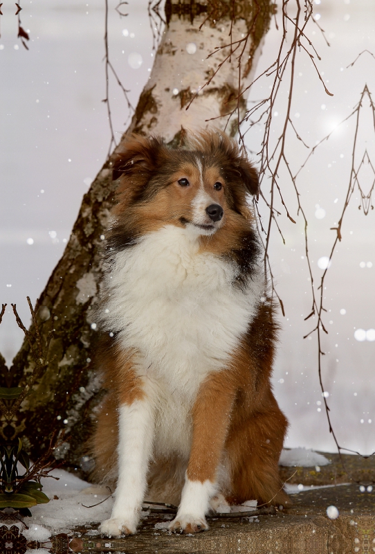 Ein Motiv aus dem Kalender Mit Shelties durchs Jahr