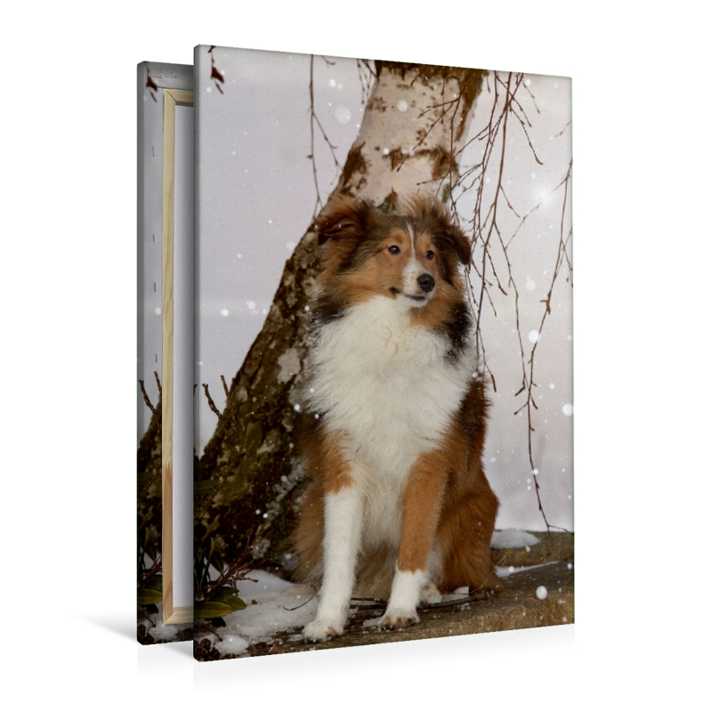 Ein Motiv aus dem Kalender Mit Shelties durchs Jahr