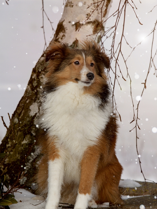 Ein Motiv aus dem Kalender Mit Shelties durchs Jahr