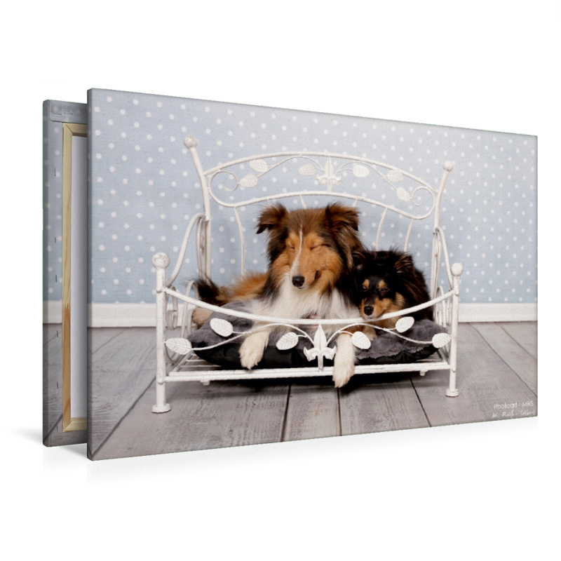 Ein Motiv aus dem Kalender Shelties : Charmeure auf 4 Pfoten