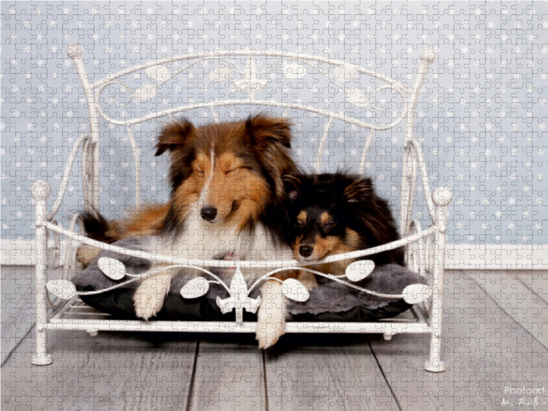 Ein Motiv aus dem Kalender Shelties : Charmeure auf 4 Pfoten