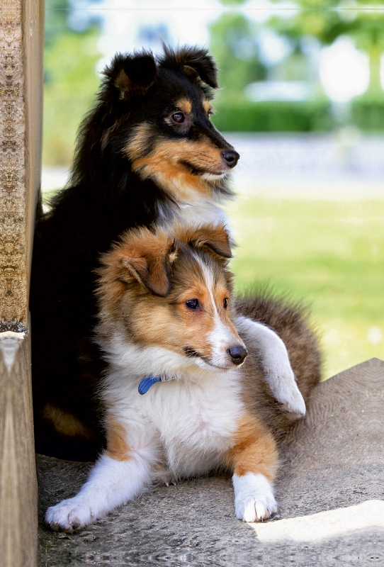 Ein Motiv aus dem Kalender SHELTIES Herzensbrecher auf 4 Pfoten