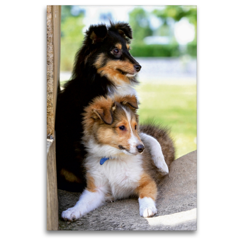 Ein Motiv aus dem Kalender SHELTIES Herzensbrecher auf 4 Pfoten