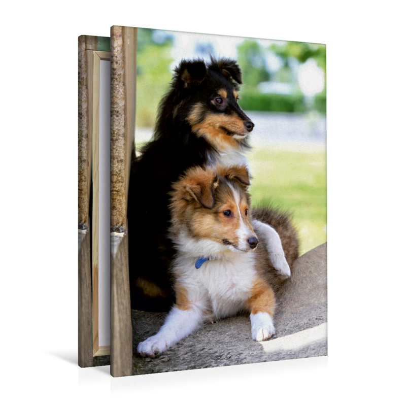 Ein Motiv aus dem Kalender SHELTIES Herzensbrecher auf 4 Pfoten