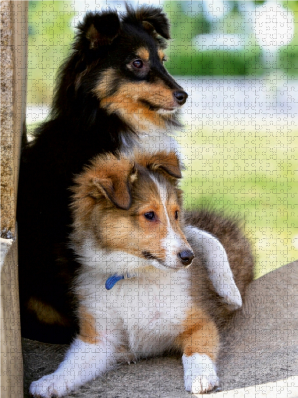 Ein Motiv aus dem Kalender SHELTIES Herzensbrecher auf 4 Pfoten