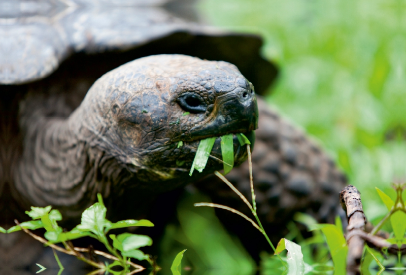 Riesenschildkröte auf der Galapagos Insel Floreana