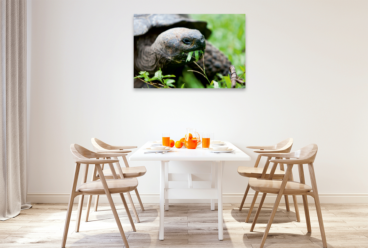 Riesenschildkröte auf der Galapagos Insel Floreana