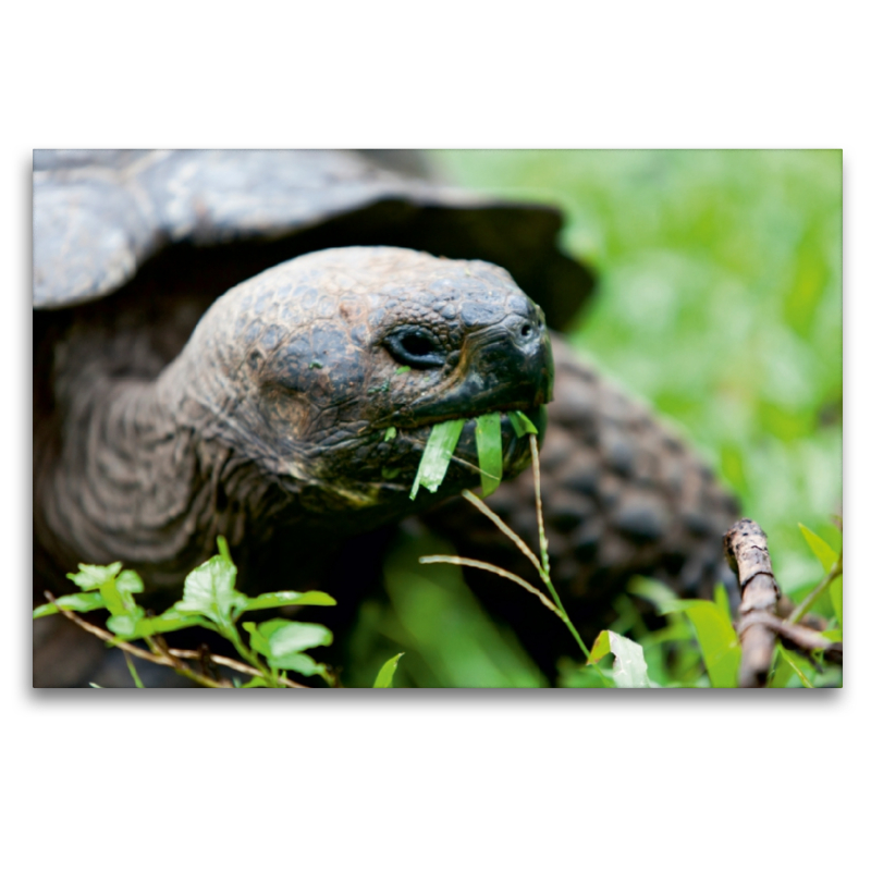 Riesenschildkröte auf der Galapagos Insel Floreana