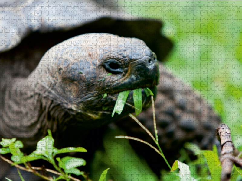 Riesenschildkröte auf der Galapagos Insel Floreana