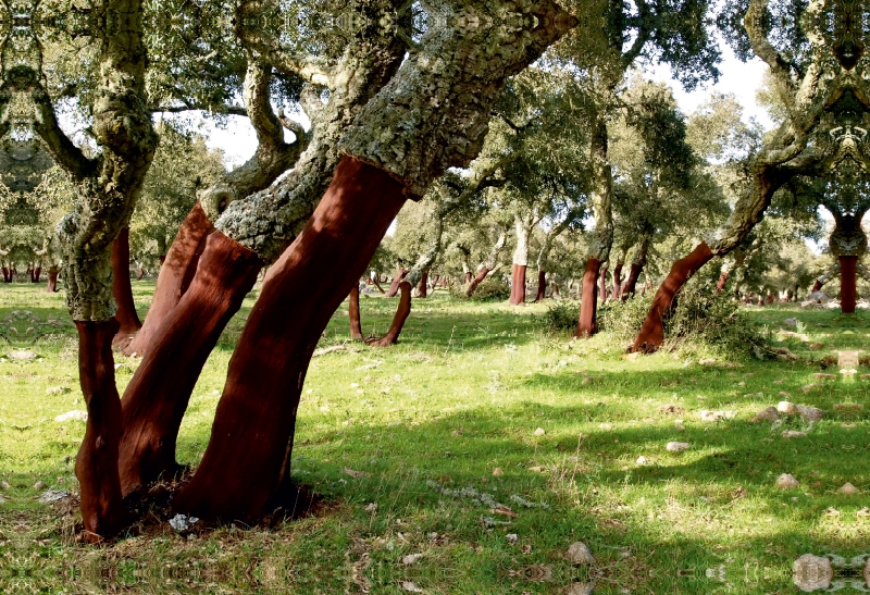 Lichter Korkeichenwald auf Sardinien