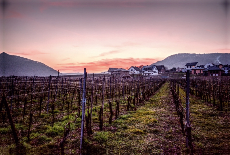 Weinberg bei Beilstein