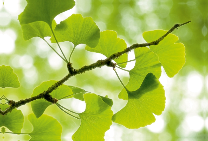 Gingko biloba - der Heilige Baum