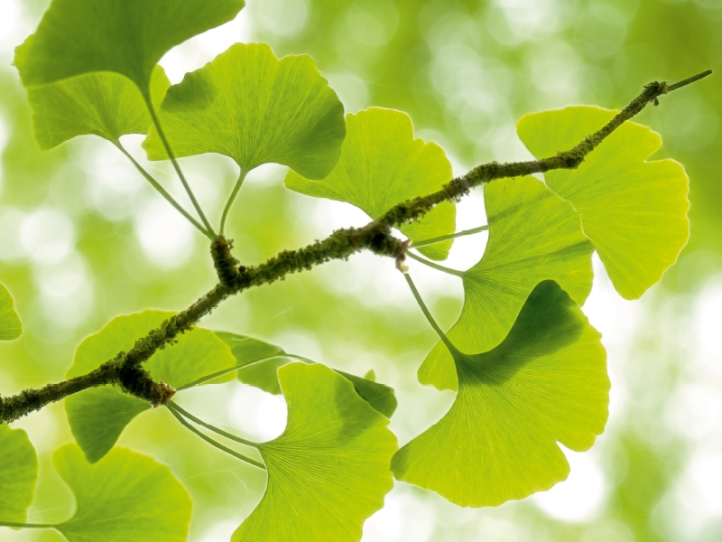 Gingko biloba - der Heilige Baum