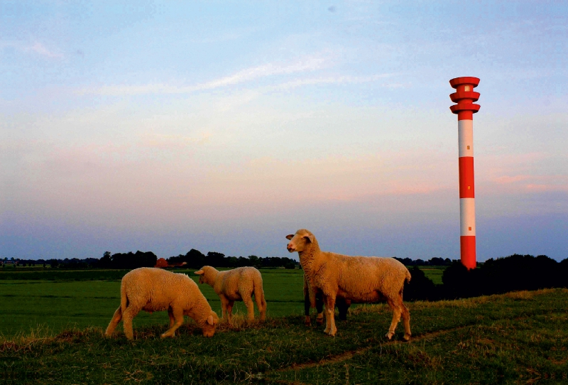 Schafe am Leuchtturm