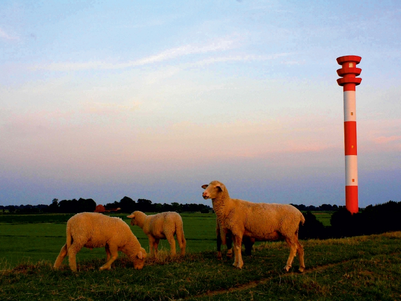 Schafe am Leuchtturm