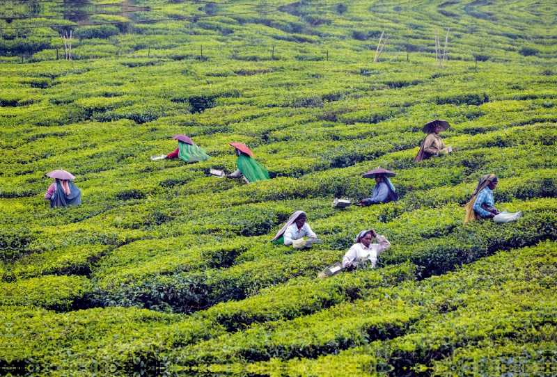 Teeplantage, Kerala