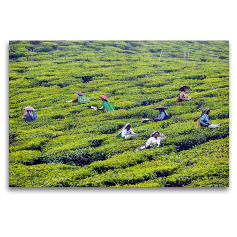 Teeplantage, Kerala