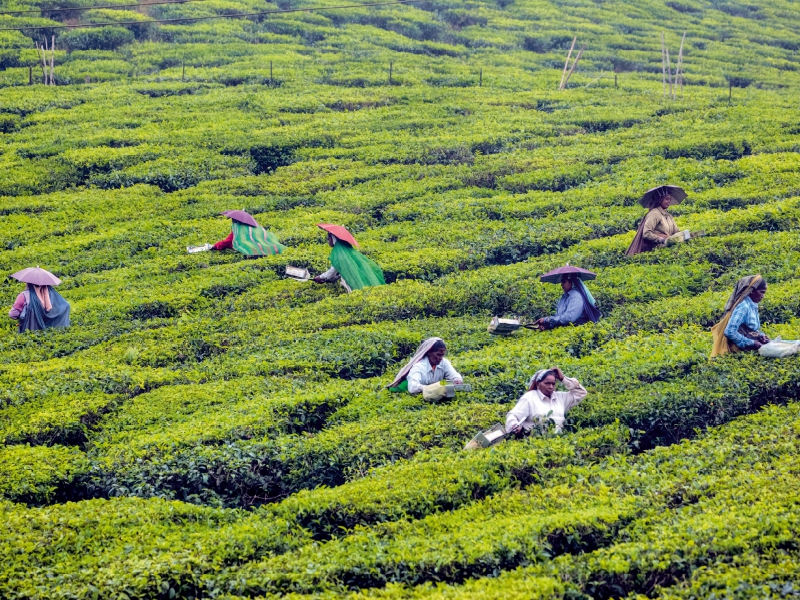 Teeplantage, Kerala