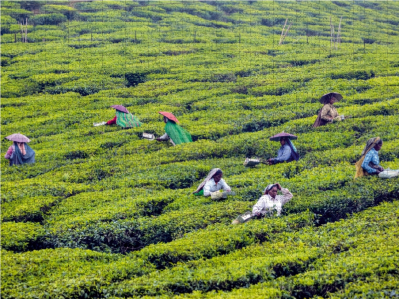 Teeplantage, Kerala