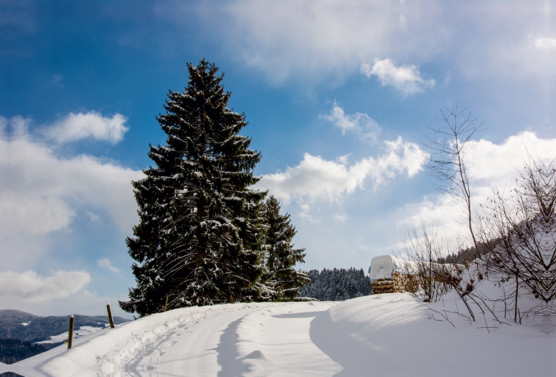 Fröhnd im Schwarzwald