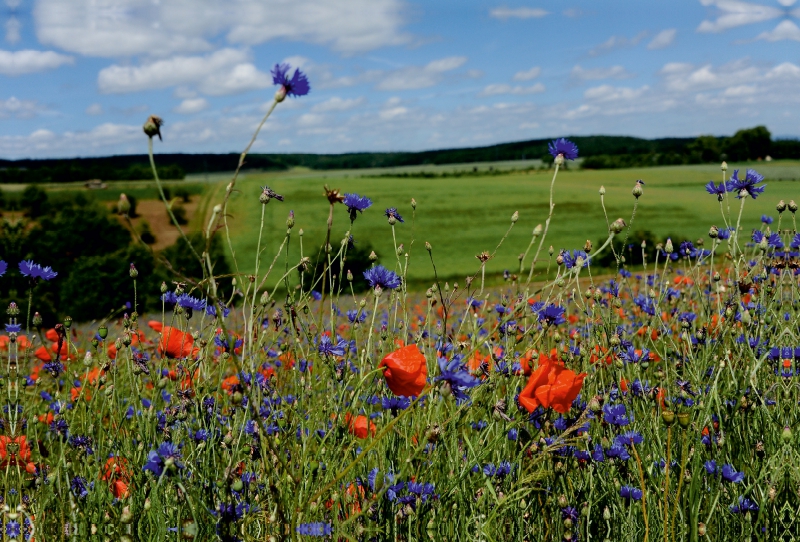 Ein Motiv aus dem Kalender Roter Mohn, bunte Wiesen