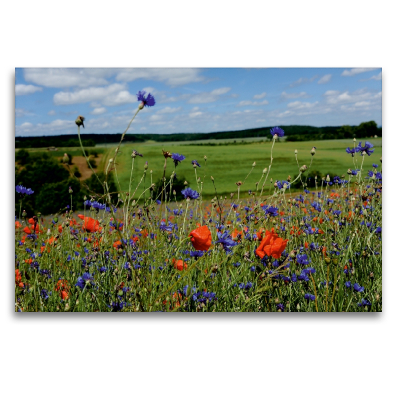 Ein Motiv aus dem Kalender Roter Mohn, bunte Wiesen