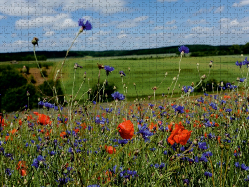 Ein Motiv aus dem Kalender Roter Mohn, bunte Wiesen