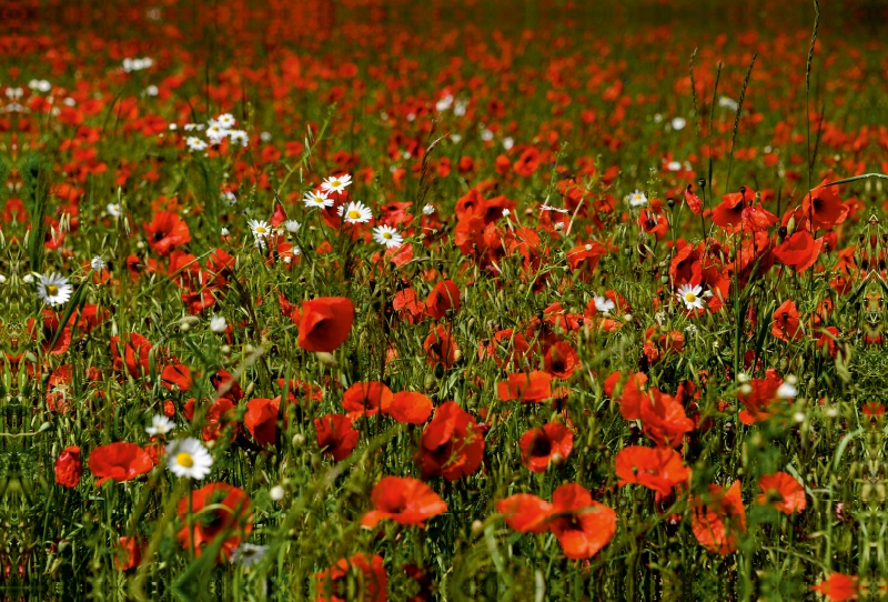 Ein Motiv aus dem Kalender Roter Mohn, bunte Wiesen