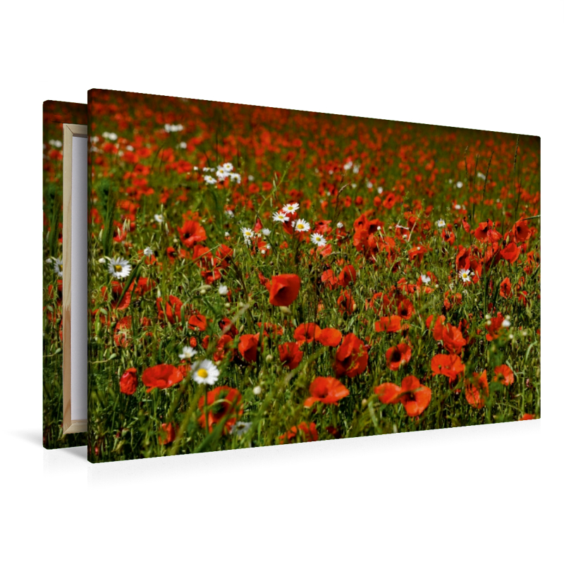 Ein Motiv aus dem Kalender Roter Mohn, bunte Wiesen