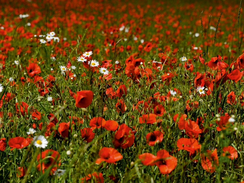 Ein Motiv aus dem Kalender Roter Mohn, bunte Wiesen