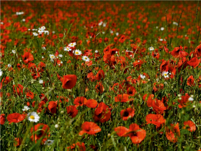 Ein Motiv aus dem Kalender Roter Mohn, bunte Wiesen