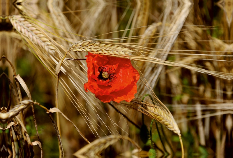 Ein Motiv aus dem Kalender Roter Mohn, bunte Wiesen