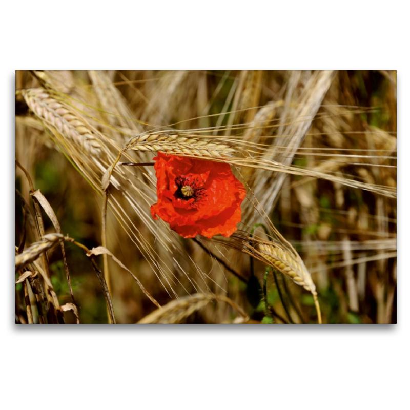 Ein Motiv aus dem Kalender Roter Mohn, bunte Wiesen