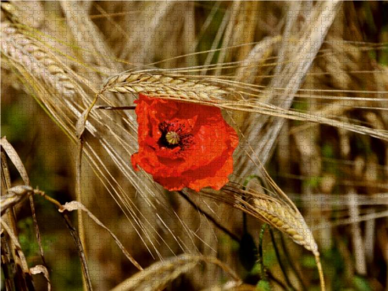 Ein Motiv aus dem Kalender Roter Mohn, bunte Wiesen