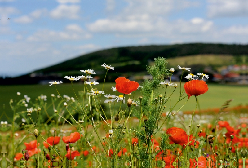 Ein Motiv aus dem Kalender Roter Mohn, bunte Wiesen