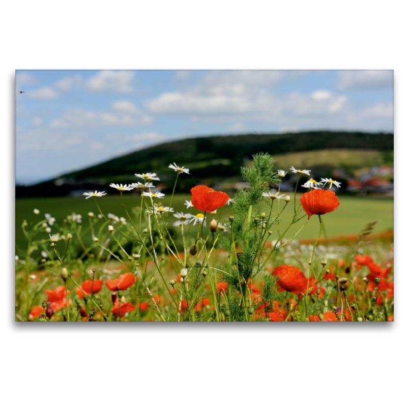 Ein Motiv aus dem Kalender Roter Mohn, bunte Wiesen