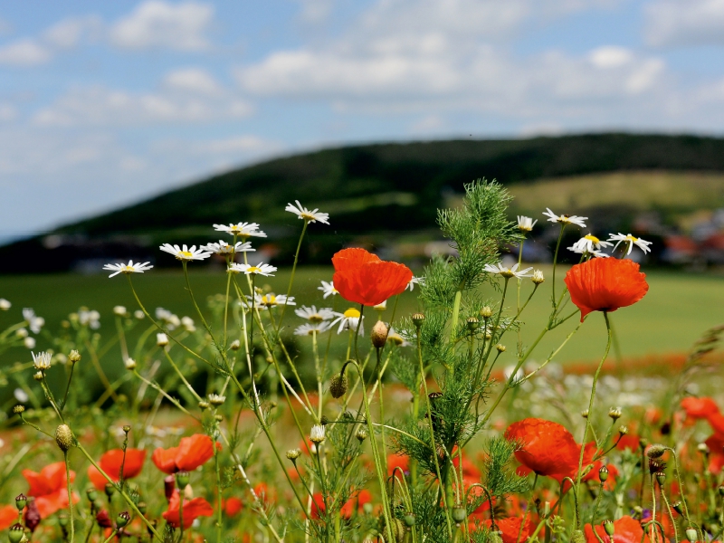 Ein Motiv aus dem Kalender Roter Mohn, bunte Wiesen