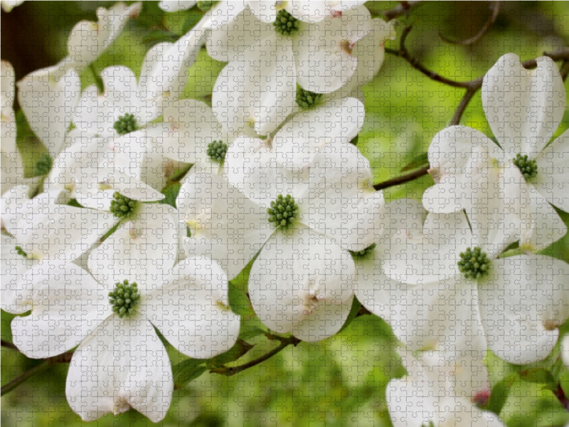 Blumen-Hartriegel