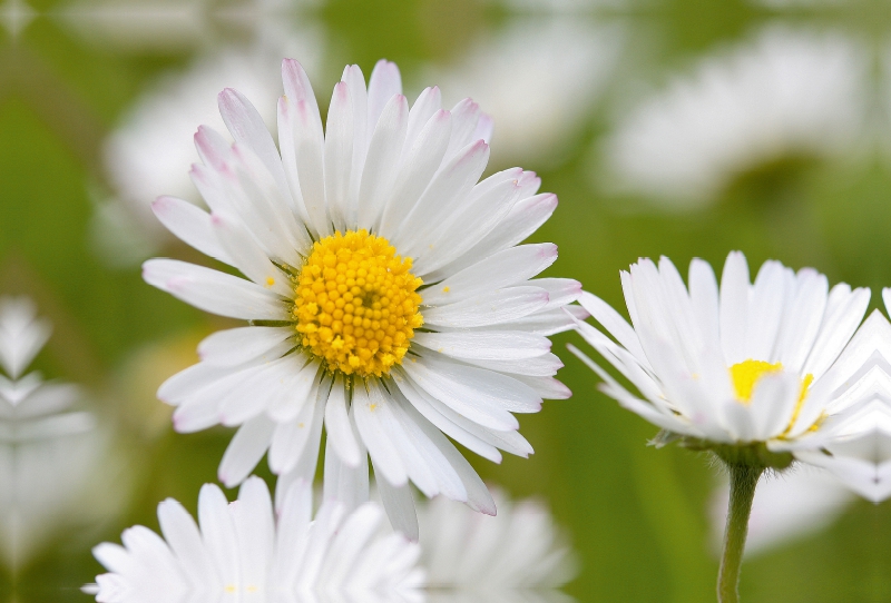 Gänseblümchen