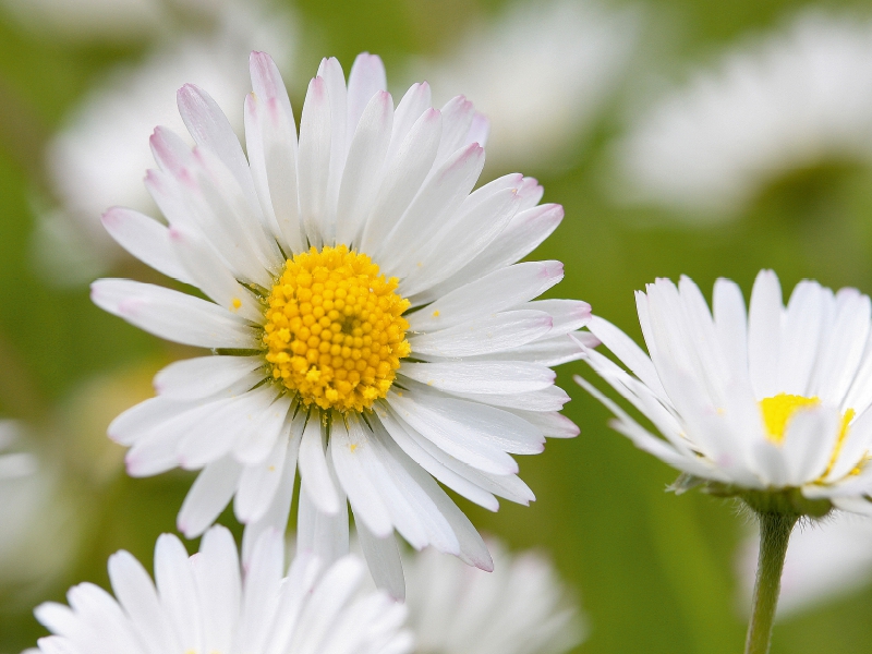 Gänseblümchen